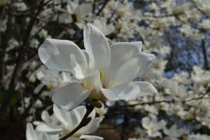 攝理新闻_写诗大赛_百合花