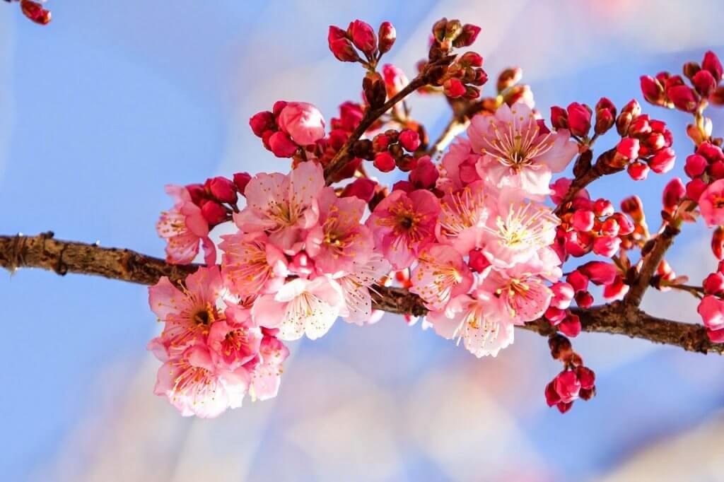 摄理灵感的诗_郑明析_请让我知晓_樱花