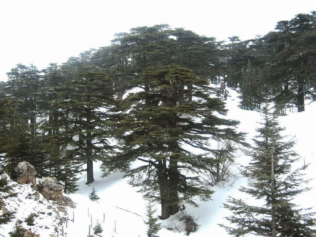 摄理新闻_黎巴嫩香柏树_上帝森林