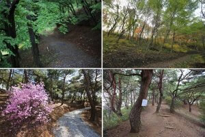 摄理月明洞_山林走道