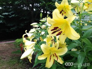 摄理月明洞_野百合