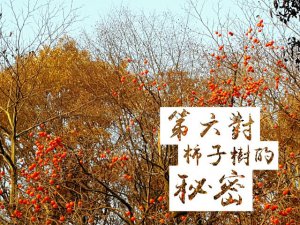 摄理月明洞_第六对柿子树_秘密