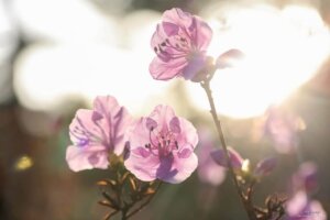 摄理月明洞_阳光照射杜鹃花_春天