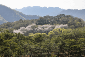 摄理月明洞_樱花