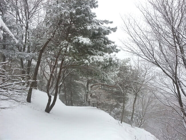 摄理月明洞雪景_松树林