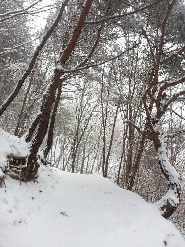 摄理月明洞雪景_松树根部被白雪覆盖