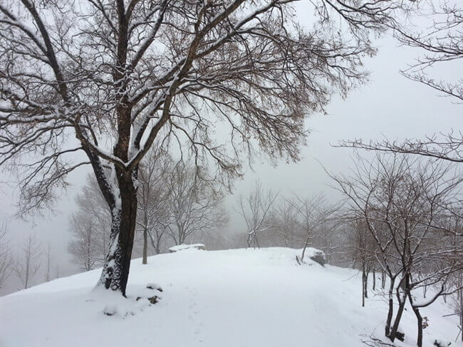 摄理月明洞雪景_白雪覆盖松树