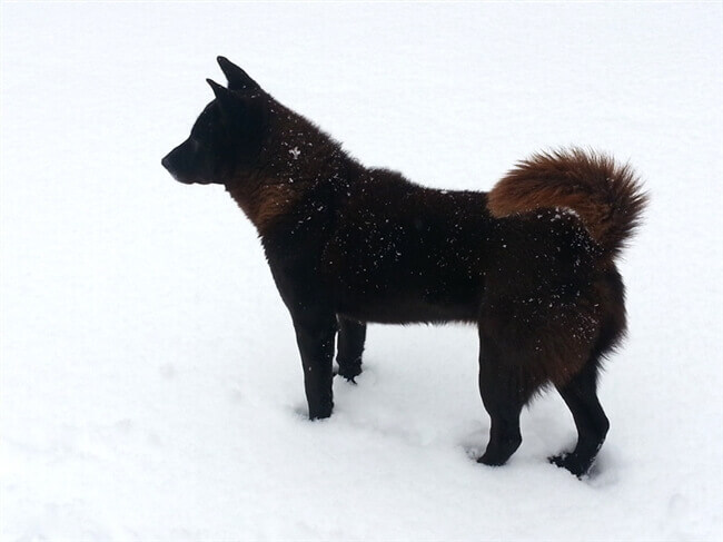 摄理月明洞雪景_雪地中的狗