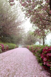 月明洞花海_花毯